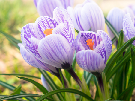 Purple and white crocuses under early spring sunlightの写真素材