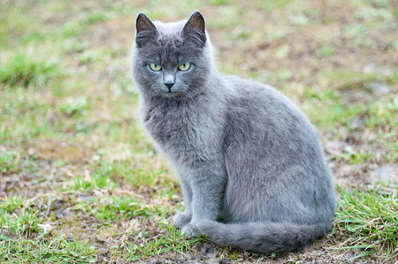 Portrait of gray cat with green eyes sitting on grassの写真素材
