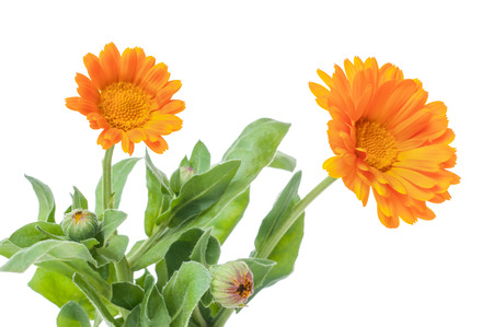 Calendula flowers isolated on white backgroundの写真素材