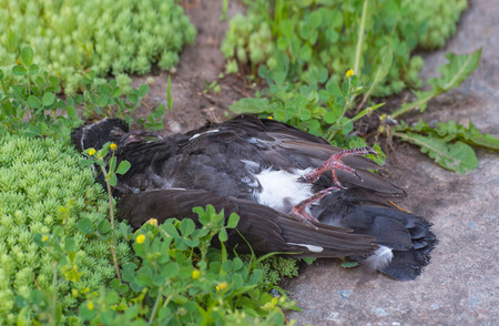 dead bird on floor
