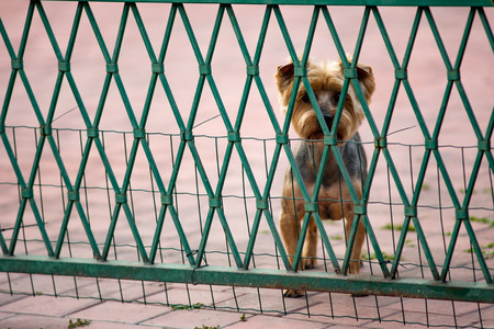 The dog is behind the fence. の写真素材