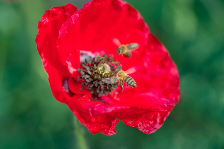 Honey Bee Pollinating red flowersの写真素材