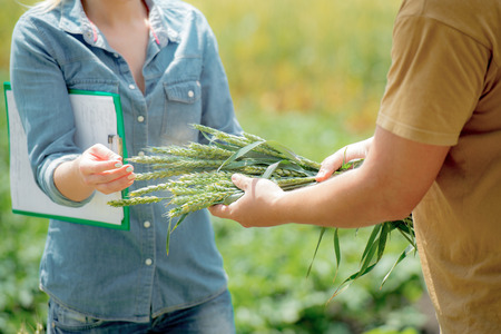 Two agronomists negotiating about future crop of wheat, and happy of the result of their work, natural backgroundの写真素材
