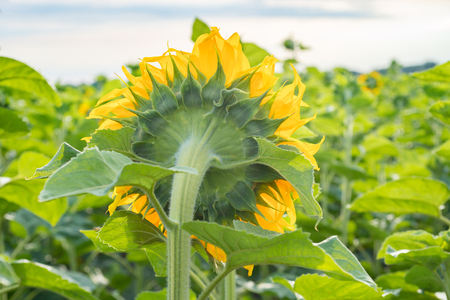 Big sunflower turns to the sun. Back view of the flowerの写真素材
