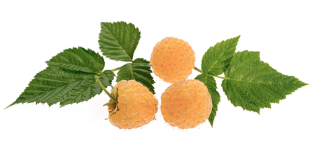 White raspberry fruits with leafs isolated on white background