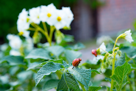 Colorado beetle larvae eating organically grown potatoes. Isolated focusの写真素材
