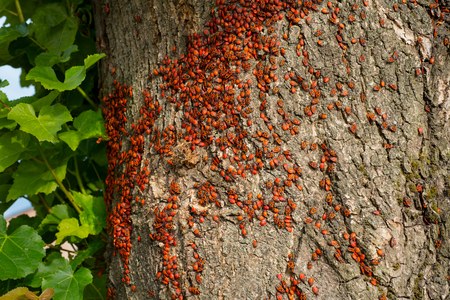 Colony of beetles firebugs attacks an old tree