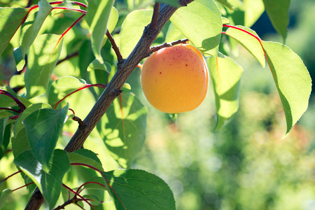 Ripe juicy apricot hanging on the tree, on sunny summer dayの写真素材