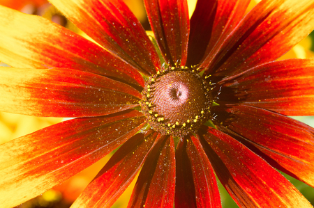 Macro photo of yellow-red echinacea flowerの写真素材
