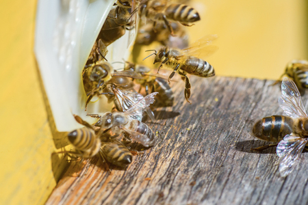 Day at the apiary, bees bask in the sun on warm day, near the entrance of the beehive