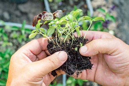 Farmer's hands, holding young green and purple basil (Ocimum basilicum). Soil backgroundの写真素材