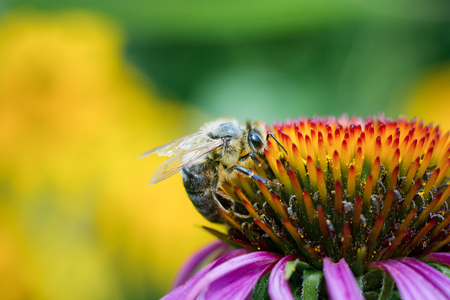 Honey bee collects pollen from purple coneflower. Close-up