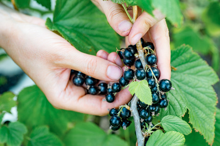 Farmer's hands collecting ripe blackcurrant from the bushの写真素材