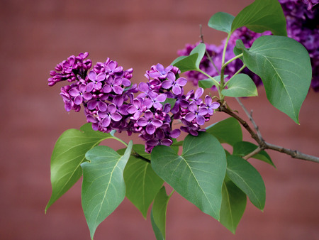 A branch of lilac with leafs flowering on purple wall house background. Closeup view of bush...
