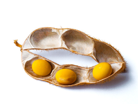 ripe soy bean
