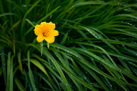 yellow lily flower with green grass and dropsの写真素材