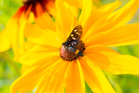 Flowers rudbeckia in the garden, close upの写真素材