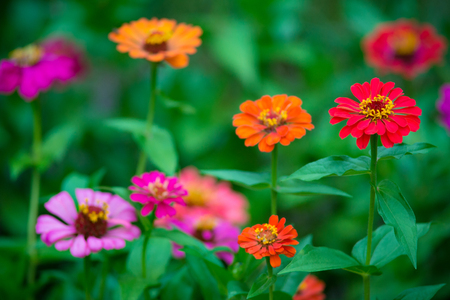 Isolated focus on beautiful red zinnia flower with juicy green leavesの写真素材