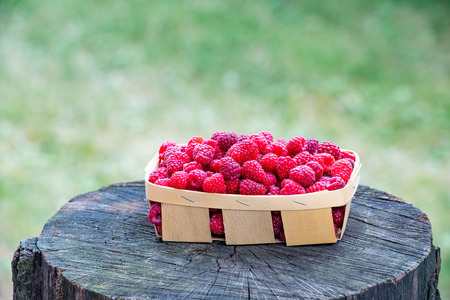 Basket of fresh sweet raspberries