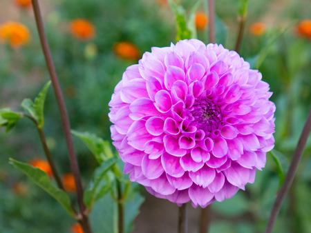 Close-up of a beautiful pink Dahlia flower growing in the garden.の写真素材