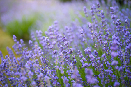Soft focus of lavender flowers under the sunrise lightの写真素材