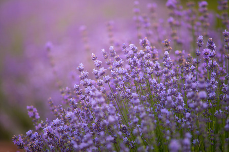 Lavender bushes closeup on sunset. Sunset gleam over purple flowers of lavender.の写真素材