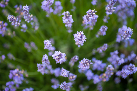 Lavender growing bush with flowers close up in summer field at sunsetの写真素材