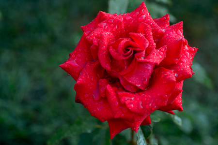A close up of the flower red rose with raindrops on petals.の写真素材