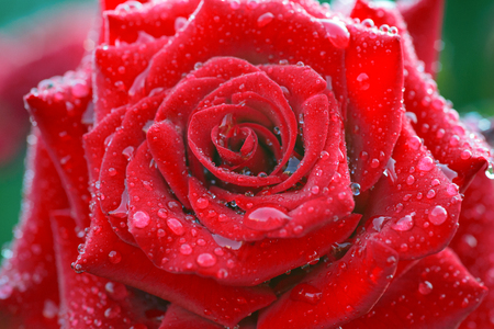 Close-up image of droplets on beautiful blooming red rose flower Selective focus Valentine day conceptの写真素材