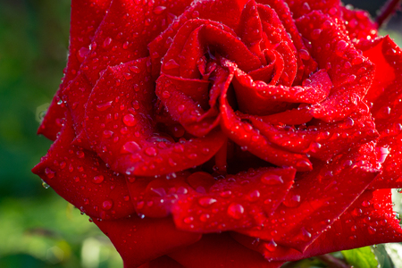 Top-view and close-up image of droplets on beautiful blooming red rose flower, Selective focus, Valentine day conceptの写真素材