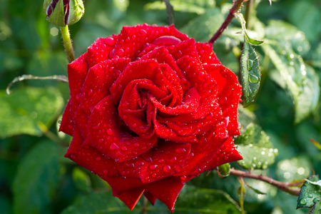 Rose after rain. Greeting card for Valentines day Womans day (March 8)の写真素材