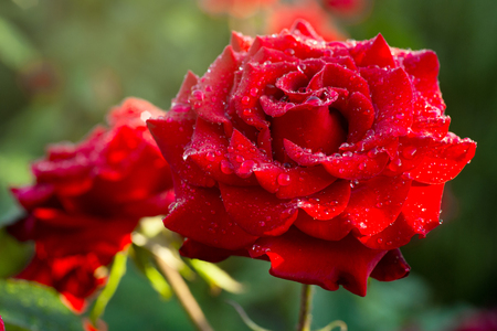blooming red roses on a green bush in the gardenの写真素材