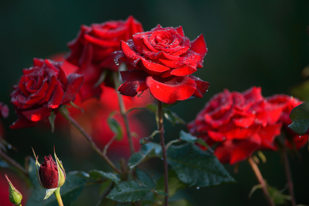 red roses with water drops after rainの写真素材