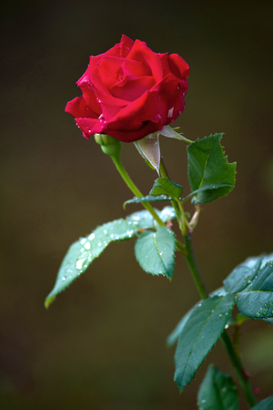 Beautiful colorful Rose Flower on garden backgroundの写真素材