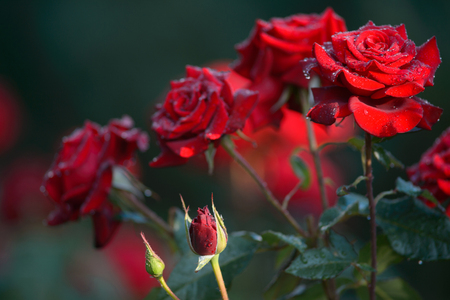 water drops on a red roses in natureの写真素材