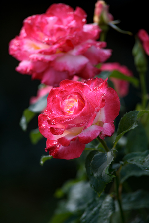 Close up of pink roses petal and water drops. Macro Shot of a pink Roses.の写真素材