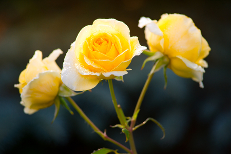 Branch of yellow roses covered with dew dropsの写真素材