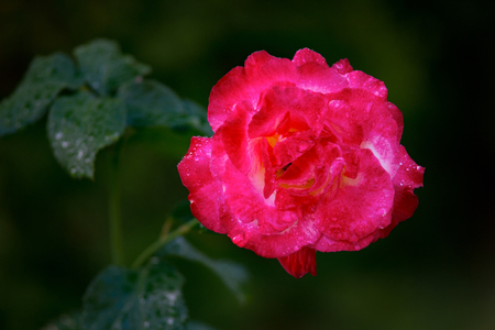 Pink rose flower close-up photo with shallow depth of field drops of water and leavesの写真素材
