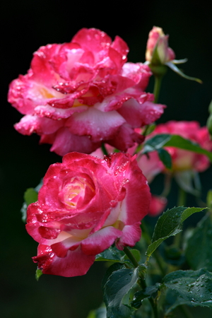 fresh beautiful roses closeup mock up for text pink spring bouquet romantic card photoの写真素材