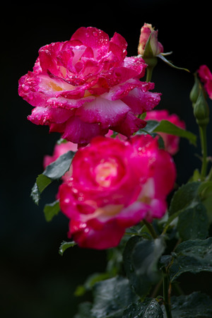 Beautiful pink roses with water droplets after rain in gardenの写真素材