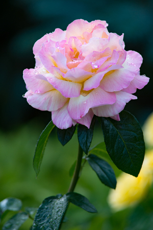 White and Pink rose covered with water drops on the natural green background.の写真素材