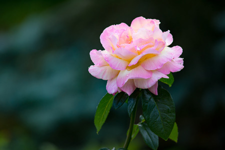 Closeup of the blossom of a pink rose with water dropsの写真素材