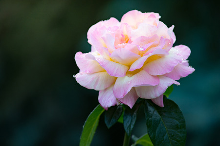 The gentle pink rose with drops of dew in the morning garden. Beautiful flower after the rain flourishing close.の写真素材