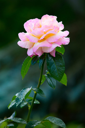 close-up of a pink white rose with water drops.の写真素材