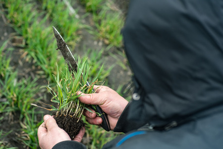 Farmer hands holding green wheat crop for analyze the development on the field in the spring