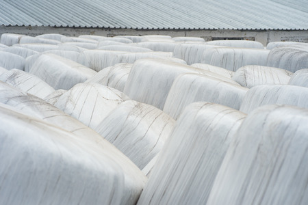 Stacked bales of harvested hay wrapped with plastic film at the beginning of the summer season.