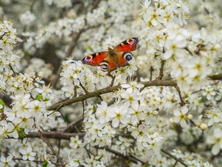 Butterfly and branches of cherry blossoms in the spring gardenの写真素材