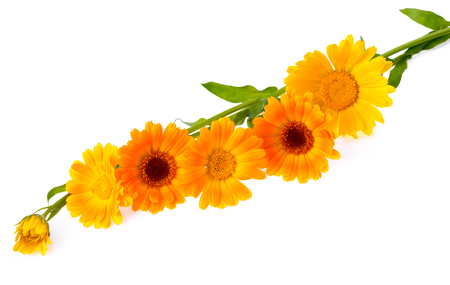 Yellow calendula flowers isolated on white backgroundの写真素材