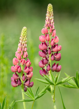 blooming lupine flowers pink and purple isolated on green nature backgroundの写真素材