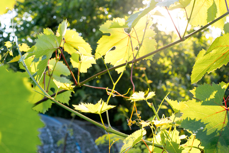 branches and leaves of young grapes in the spring in the gardenの写真素材